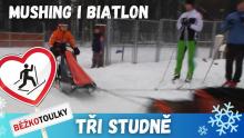 Tři Studně: Mushing i biatlon na Vysočině Tři Studně: Mushing i biatlon na Vysočině